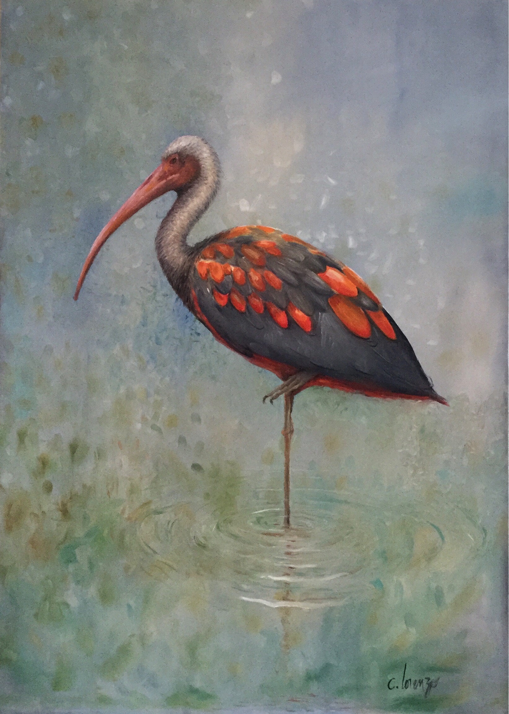 Ibis Celeste